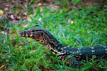 Monitor Lizard