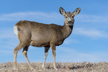 Naklejka na ściany i meble Colorado Wildlife. Wild Deer on the High Plains of Colorado. Mule Deer Doe on a grassy hill.