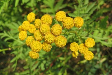 Yellow tansy flowers in the meadow, closeup