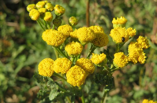 Yellow tansy flowers on the meadow on natural green leaves background