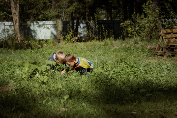 two cute caucasian boys exploring something in grass in countryside. Summer time concept