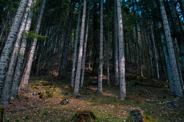 forest in the morning