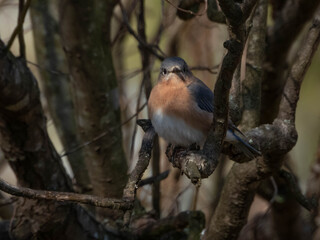 Bluebird on a branch