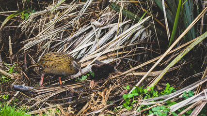 weka bird