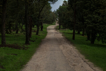 Fototapeta na wymiar Ruta de senderismo entre árboles en la casa de campo de Madrid