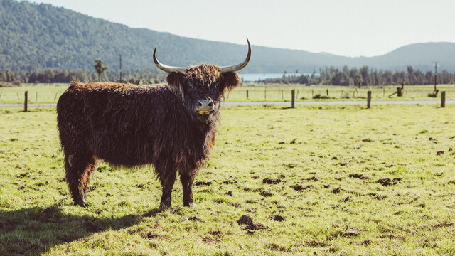 Highland Cattle  Kyloe 