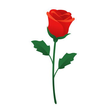 Red rose flower isolated vector
