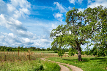 Fototapeta na wymiar Curved road in green rural summer landscape against blue sky