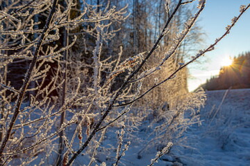 Fototapeta na wymiar Frost on tree branches in winter forest