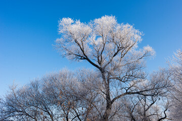 winter sunrise and a tree on a slope. Fantastic winter landscape. frozen snowy trees at sunrise. Christmas holiday background