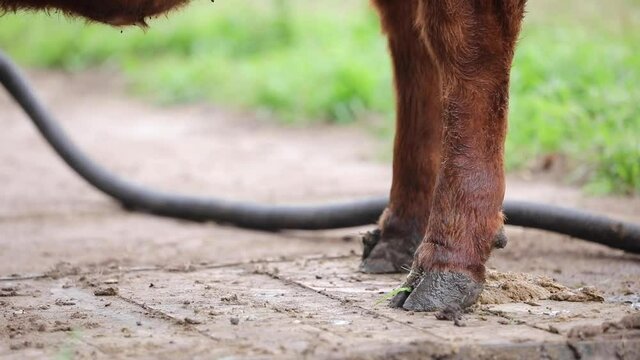 hoof leg foot ofa cow calf bull angus, red, Brown