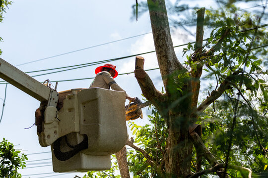 Technician staff cut trees from the electrical cable area to reduce power outages.