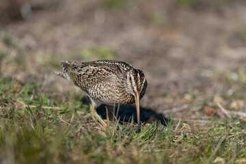 The Magellanic Snipe (Gallinago magellanica)