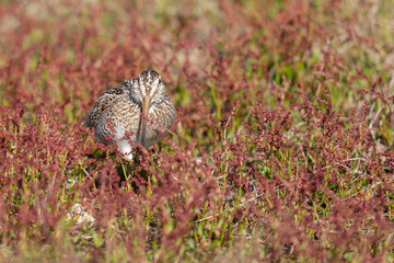 The Magellanic Snipe (Gallinago magellanica)