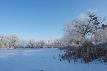Landscape With Snowy Trees. Frozen Lake.