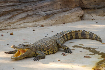 A crocodiles in a farm, Thailand. Crocodie