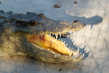 A crocodiles in a farm, Thailand. Crocodie
