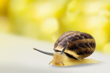 Snail.