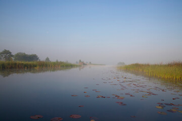 in the early morning the Weerribben awaken in the fog.