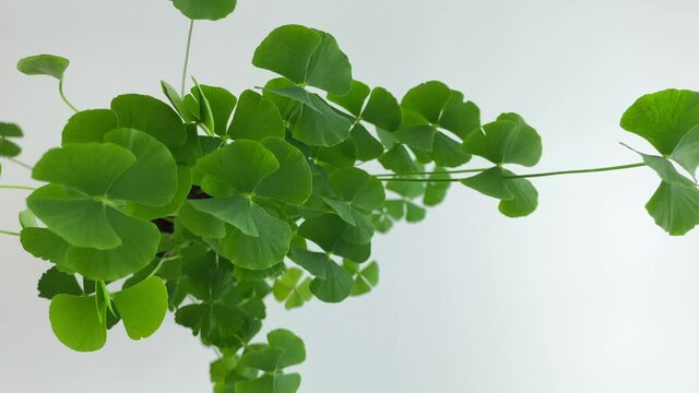 Four-leaf clover with leaves opening at sunrise. Leaves awakening.Timelapse, close up, macro, white copy space.