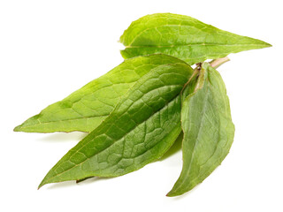 Obraz premium Echinacea Blätter Freigestellt