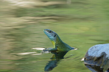 Lezard vert au bain