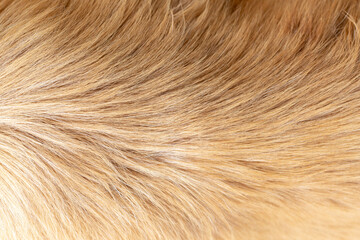 Dog fur texture background yellow Labrador Retriever.