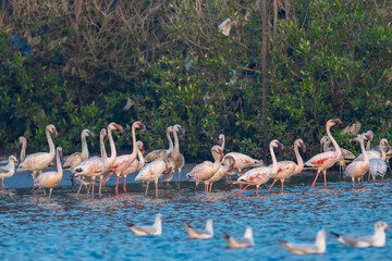 Naklejka premium group of flamingos