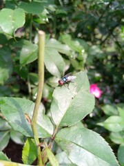bug on a leaf