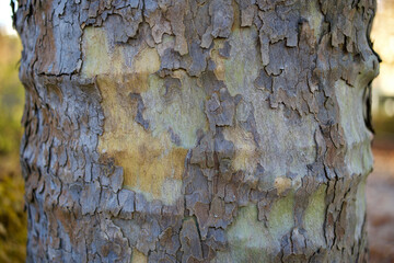 Obraz na płótnie Canvas Bark of a tree.