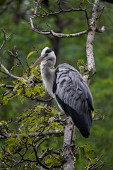 木の上のアオサギ