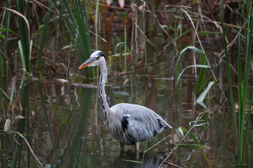 池の中のアオサギ