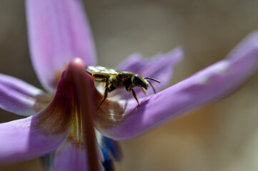 Bee macro close up on a dogs tooth violet, spring wildflower.