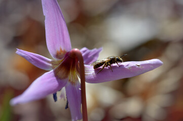 Bee macro close up on a dogs tooth violet, spring wildflower.