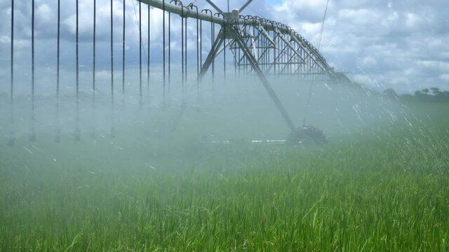 Beautiful rice field being watered with Center Pivot Irrigation System on farm in Brazil. Cloudy day. Concept of agriculture, food, technology, industry, sustainability, ecology, business. 4k