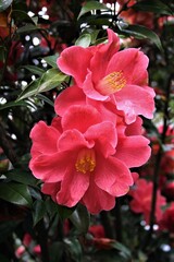 Kamelie "Coral Delight"