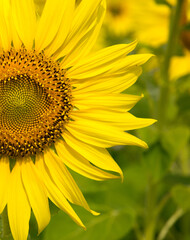 Obraz premium Close-up of sunflower, sunflower in the field on summer