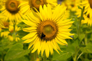 sunflower with insect