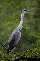 木の上のアオサギ