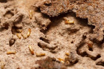 Close-up of worker termites on the wooden.Termites are eating the wood of the house.