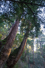 樹齢数百年の2本杉