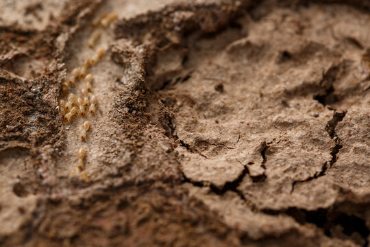 Close-up of worker termites on the wooden.Termites are eating the wood of the house.