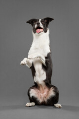 cute border collie dog doing a balancing trick in the studio against a grey background