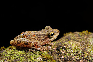 Ruderfrosch // Hollow-snouted Shrub Frog (Pseudophilautus cf. cavirostris) - Sri Lanka © bennytrapp