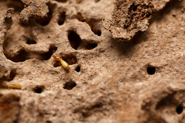 Close-up of worker termites on the wooden.Termites are eating the wood of the house.