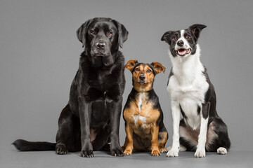 group of three cute dogs a black labrador retriever and a dachshund terrier mix and a border collie sitting next to each other portrait in the studio against a grey background