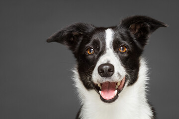 cute border collie dog happy portrait in the studio against a grey background
