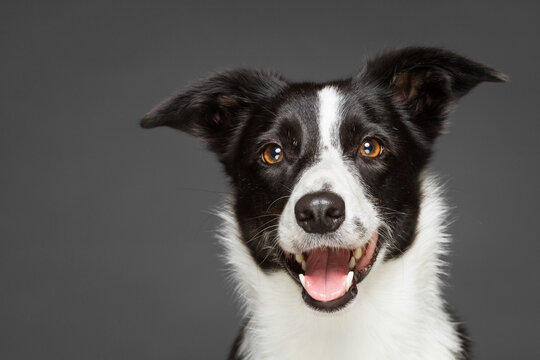 Cute Border Collie Dog Happy Portrait In The Studio Against A Grey Background