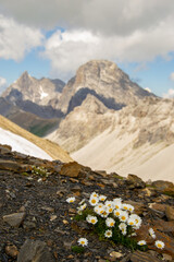 flowers in the mountains
