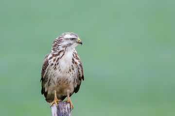 Common buzzard, buteo buteo, sitting in the meadows in the Netherlands